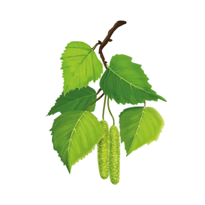 Волховская земля